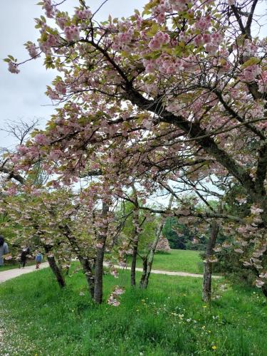 Les arbres du Japon en fleurs dans le jardin de Charlie Chaplin