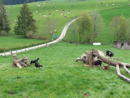 Avec une belle vue sur des petites chèvres et un beau troupeau de vaches