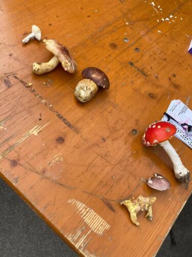Champignons